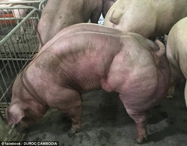 Mối nguy hiểm con người phải đối mặt khi ăn phải lợn lực sĩ do biến đổi gene