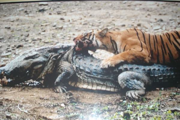 Nữ hoàng hổ sống 2 thập kỷ, giết chết cá sấu khổng lồ 4,3 mét