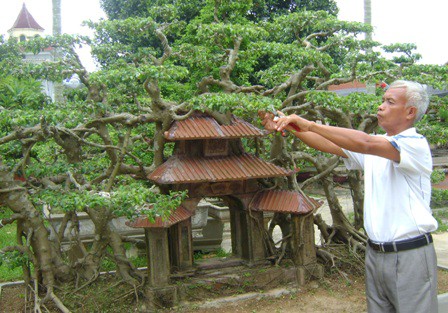 Một góc Phố cổ Hà Nội được ông Ngọ tái hiện bằng cây sanh có một không hai.