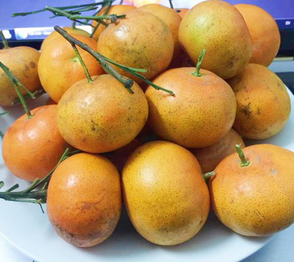 Dù là cam Canh xịn hay cam Canh được trồng ở các nơi khác, nếu biết cách chọn lựa, bạn vẫn sẽ mua về cho mình được những quả ngon, ngọt để thưởng thức (Ảnh: HC)