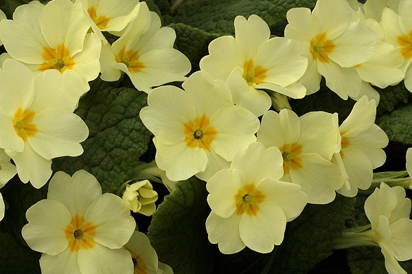 Cây độc: Hoa anh thảo đẹp nhưng rất độc cần để xa tầm tay trẻ nhỏ