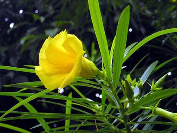 Cây độc: Hoa thông thiên đẹp dịu dàng nhưng toàn thân lại chứa chất độc chết người