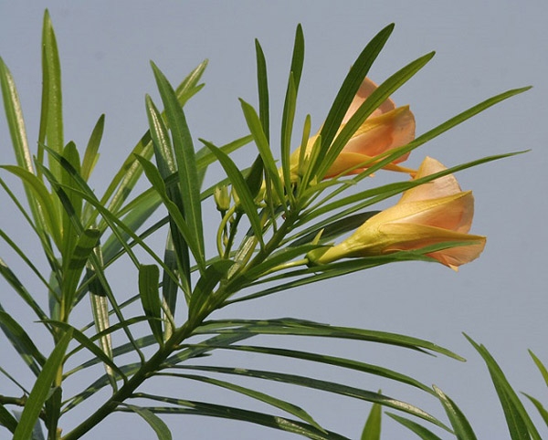 Cây độc: Hoa thông thiên đẹp dịu dàng nhưng toàn thân lại chứa chất độc chết người