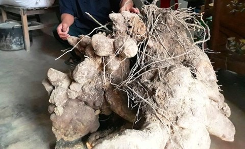 Chuyện lạ: Củ khoai khủng nặng gần 70kg ở Nghệ An - Ảnh 1.
