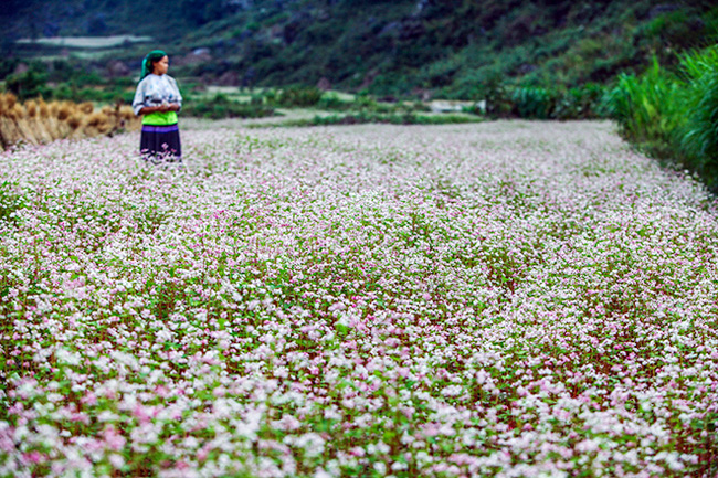 Ngỡ ngàng hoa tam giác mạch ở Hà Giang khoe sắc tại Sài Gòn