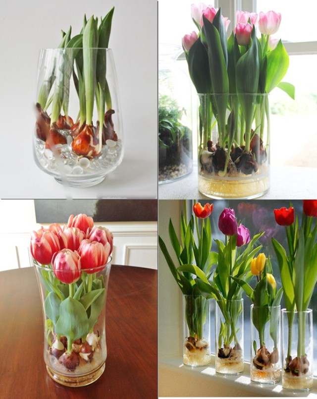 Cách trồng Tulip từ củ không quá khó để bạn có thể tự trồng tự chăm.
