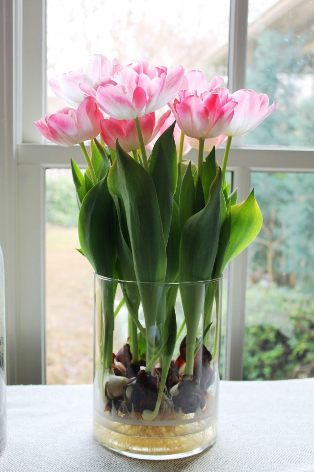 Với cách trồng hoa Tulip trong nước vô cùng đơn giản này, bạn sẽ tự tin sở hữu những bình tulip thật đẹp và ý nghĩa trang trí ngôi nhà ấm áp và sinh động trong dịp Tết. Bạn vừa có thể ngắm loài hoa mà mình yêu thích, mang vẻ đẹp của hoa lan tỏa đến mọi người với chi phí tiết kiệm nhất.