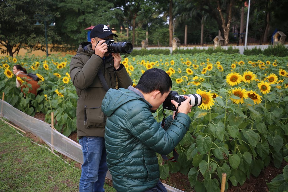 Vườn hoa hướng dương ở Hoàng Thành Thăng Long: Món quà rực rỡ từ TH true Milk
