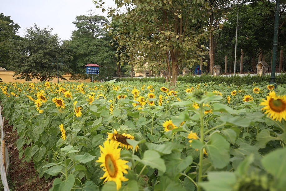 Vườn hoa hướng dương ở Hoàng Thành Thăng Long: Món quà rực rỡ từ TH true Milk