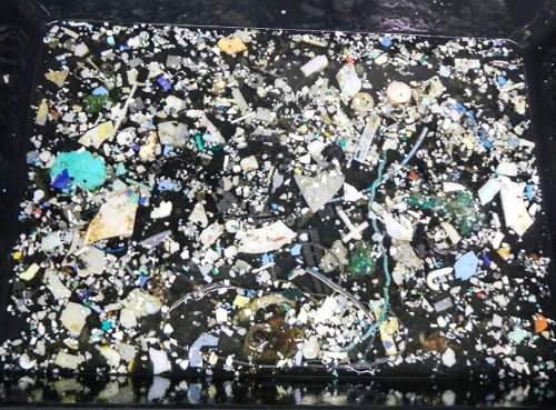Mẫu nhựa thu thập được trong Chuyến thám hiểm Mega Dreams của Ocean Cleanup, năm 2015. Ảnh: cung cấp bởi The Ocean Cleanup