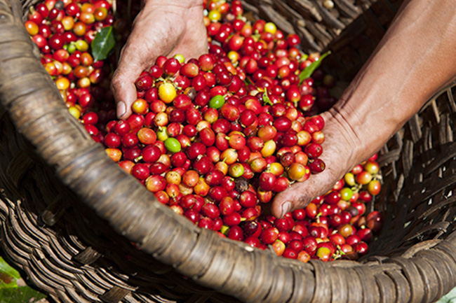 Giá nông sản hôm nay 29/3: Giá hồ tiêu tăng 1.000 đ/kg, cà phê lại giảm nhẹ