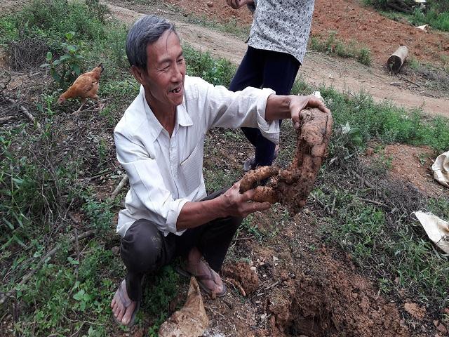 Ông Nguyễn Thái Hiệp giới thiệu sản phẩm củ khoai mài do mình trồng trong vườn. Ảnh: Nguyễn Duyên.