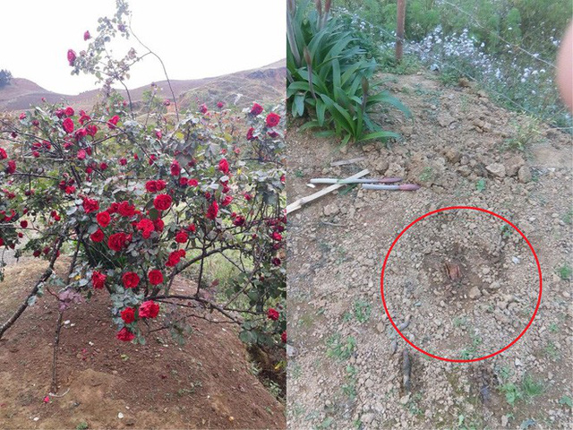 Cây hoa hồng trước và sau khi bị mất