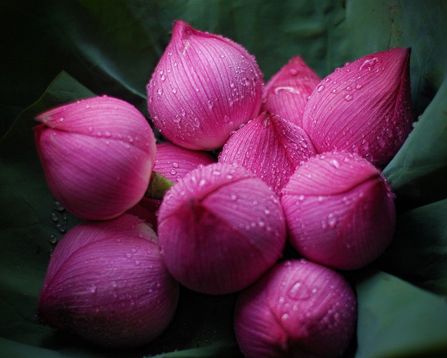 Dâng cúng những loài hoa tươi đẹp này khi vào lễ chùa mới được nhiều phúc báu?