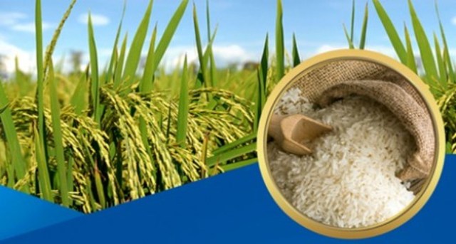 Giá lúa gạo đồng loạt tăng mạnh