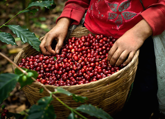 Giá nông sản hôm nay 11/4: Giá cà phê giảm mạnh, hồ tiêu đi ngang