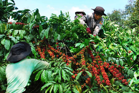 Giá nông sản hôm nay 12/4: Giá cà phê và hồ tiêu đồng loạt giảm