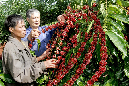 Giá nông sản hôm nay 18/4: Giá cà phê tăng từ 200-300 đồng/kg, hồ tiêu tăng nhẹ