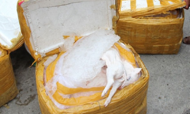 Hà Nội: Gần 1 tấn thịt gà không rõ nguồn gốc bị phát hiện