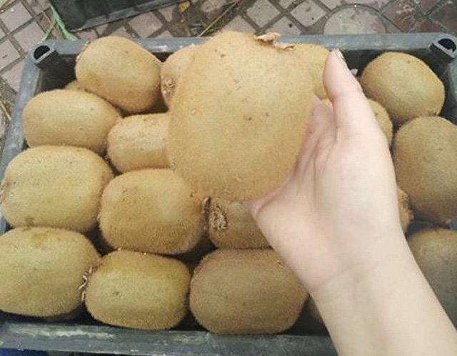  Tại chợ đầu mối, kiwi Trung Quốc tràn ngập, nhưng khi bán lẻ thì kiwi Trung Quốc biến mất một cách bí ẩn 