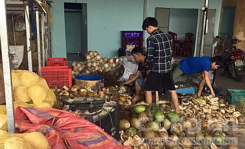 Quảng Nam: Phát hiện cơ sở dùng hóa chất ngâm ủ, tẩy trắng vỏ dừa