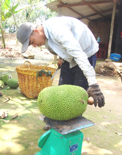 Rầm rộ trồng mít Thái siêu sớm: Dự cảm xấu về thị trường