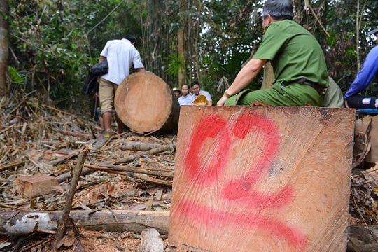 Vụ tàn sát rừng ở Quảng Nam: 6 cán bộ kiểm lâm bị đình chỉ công tác