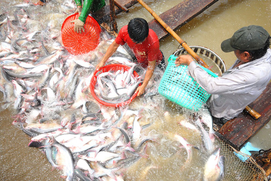 Xuất khẩu cá tra sang Trung Quốc sẽ khắt khe hơn