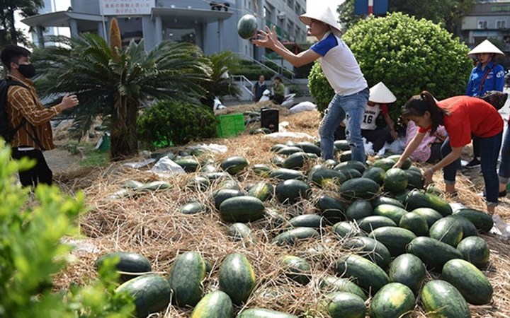 Điểm danh hàng loạt nông sản Việt 'xếp hàng' chờ 'giải cứu'