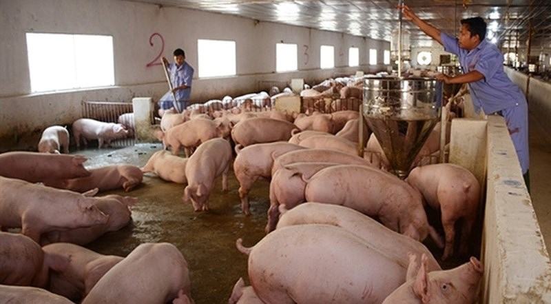 Giá lợn hơi bất ngờ tăng mạnh, người chăn nuôi nửa mừng nửa lo