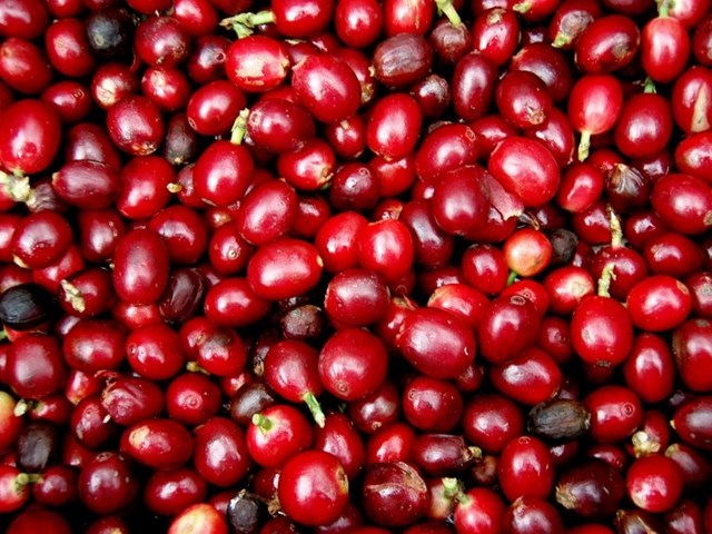 Giá nông sản hôm nay 10/5: Giá cà phê, giá tiêu lao dốc, thị trường chao đảo