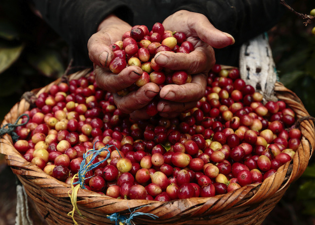 Giá nông sản hôm nay 23/5: Cà phê, tiêu cùng ở mức giá thấp, nông dân bán ra nhỏ giọt