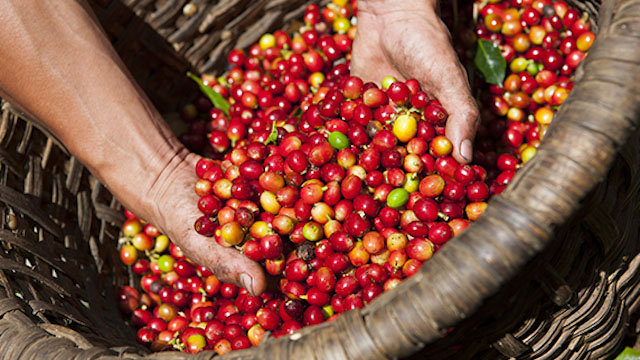 Giá nông sản hôm nay (2/5): Giá cà phê và hồ tiêu đều tăng