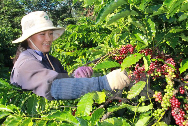 Giá nông sản hôm nay 31/5: Giá cà phê giảm đáy mới, giá tiêu không đổi