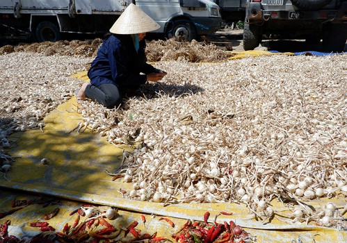Không chỉ tỏi Lý Sơn, tỏi Phan Rang cũng có giá tới 200 nghìn/kg