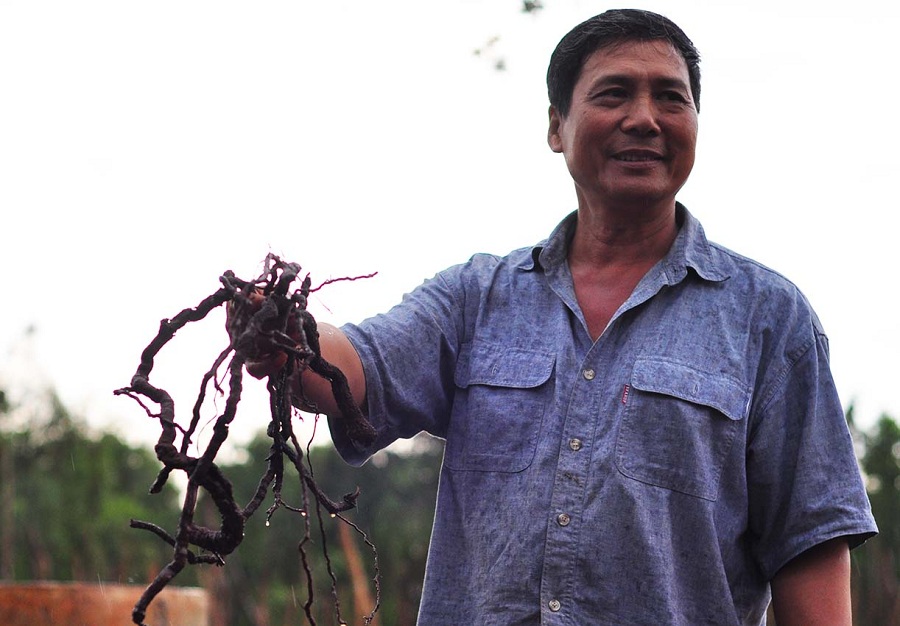 NÓNG: Lại cảnh báo việc nông dân đào rễ hồ tiêu bán sang Trung Quốc