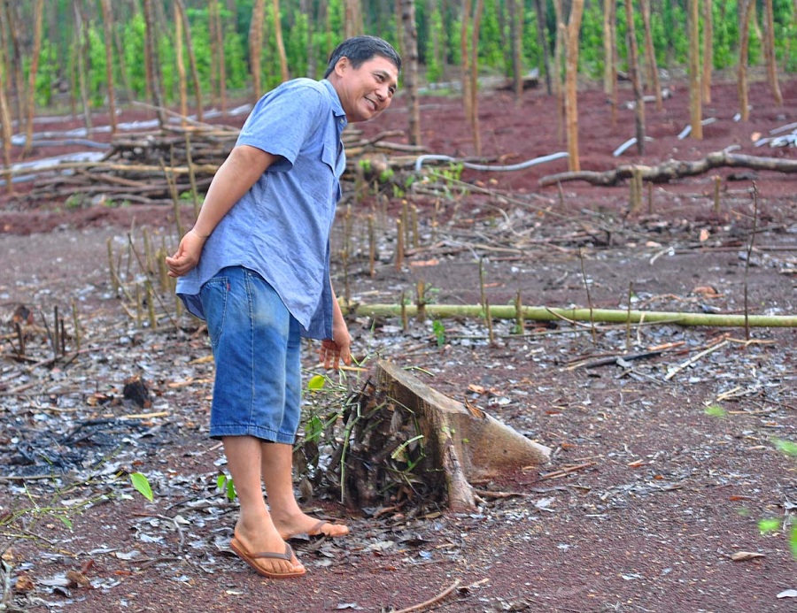 NÓNG: Lại cảnh báo việc nông dân đào rễ hồ tiêu bán sang Trung Quốc