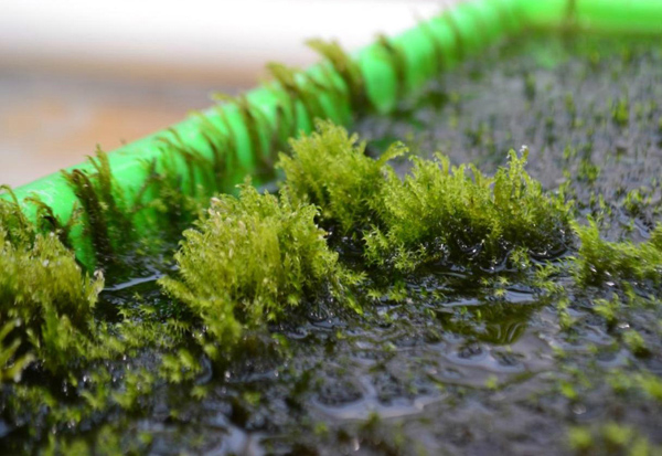 Phát hiện loài rêu khử độc asen: Hy vọng mới về nguồn nước sạch