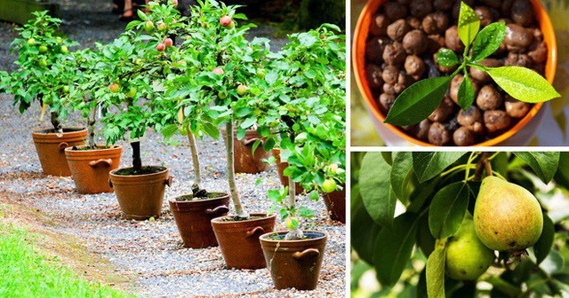 8 loại cây ăn quả có thể trồng từ hạt mà bạn nên trồng trong nhà mình