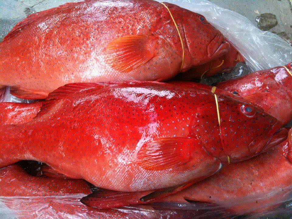 Cá mú đỏ chục triệu đồng/con nhà giàu Việt mua để tủ lạnh ăn dần