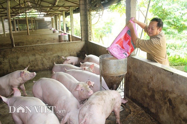 Giá heo hơi tăng bất thường: Không tin được con số thống kê đàn lợn