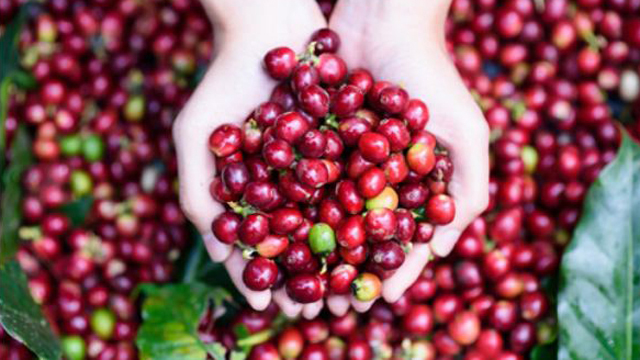 Giá nông sản hôm nay 13/6: Giá cà phê giảm 100-200 đ/kg, giá tiêu đi ngang