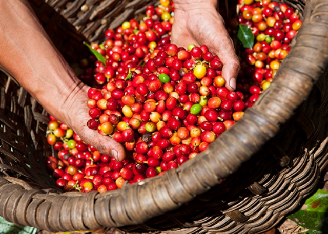 Giá nông sản hôm nay 14/6: Giá cà phê giảm mạnh, giá tiêu đi ngang