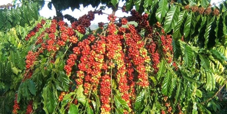 Giá nông sản hôm nay (1/6): Giá cà phê tăng 300-500 đ/kg, giá tiêu giảm nhẹ