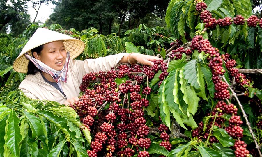 Giá nông sản hôm nay 18/6: Giá cà phê giảm nhẹ 100 đ/kg, giá tiêu đi ngang