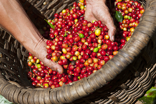 Giá nông sản hôm nay 21/6: Giá cà phê tăng 100-200 đ/kg, giá tiêu giảm nhẹ