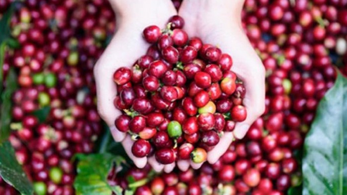 Giá nông sản hôm nay 22/6: Giá tiêu giảm 1.000 đ/kg, giá cà phê tăng 100-200 đ/kg