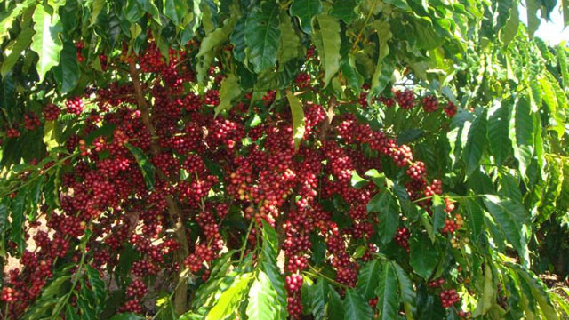 Giá nông sản hôm nay 28/6: Giá cà phê tăng 100-400 đ/kg, giá tiêu tăng nhẹ