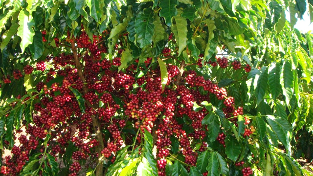Giá nông sản hôm nay (4/6): Giá cà phê giảm 100 đ/kg, giá tiêu có nơi tăng 500đ/kg