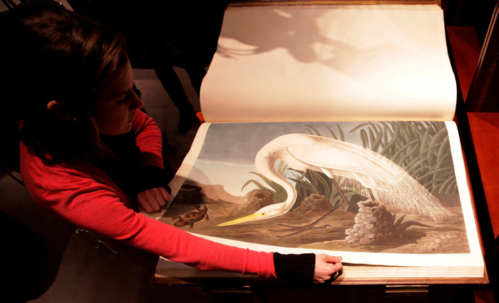 Quyển sách Các loài chim của Mỹ: Quyển sách đẹp nhất thế giới có giá đến 220 tỉ đồng